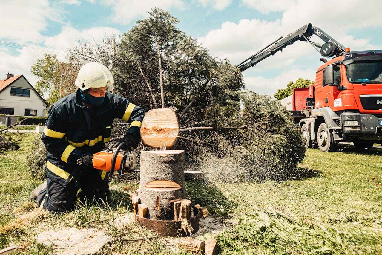 The Steps Involved in Our Tree Care Process in Le Grand, CA